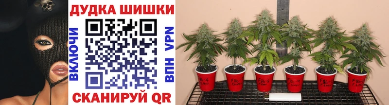 где найти   Луза  Марихуана сатива 
